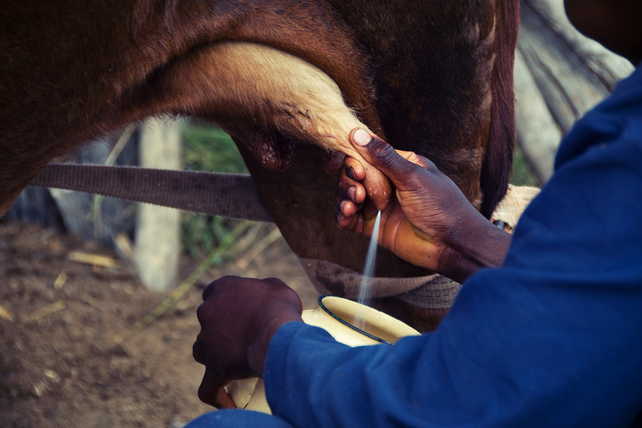 cow-milk